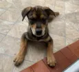 Pierre