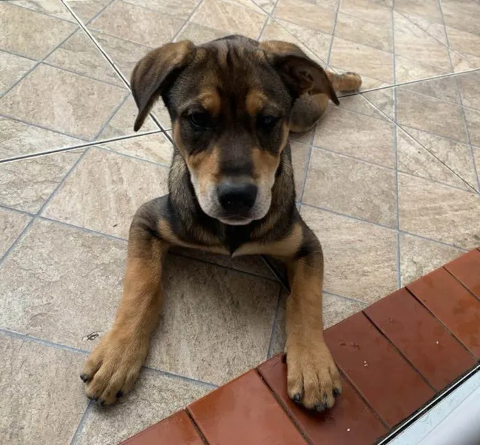 Cachorro ra a SRD-ViraLata idade 2 a 6 meses nome Pierre