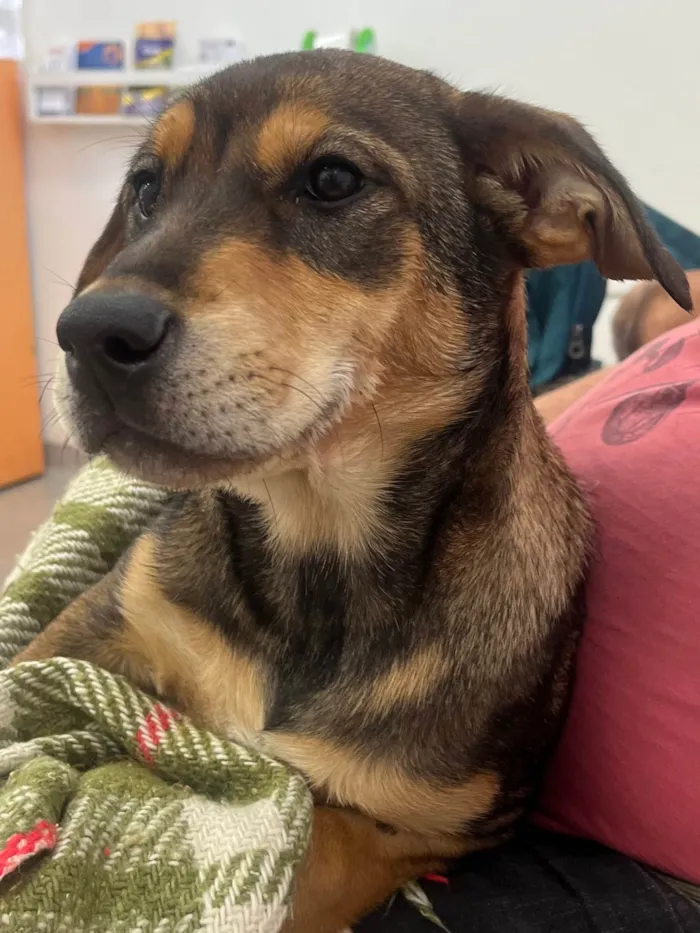 Cachorro ra a SRD-ViraLata idade 2 a 6 meses nome Pierre