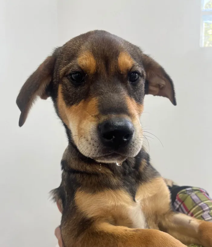 Cachorro ra a SRD-ViraLata idade 2 a 6 meses nome Pierre