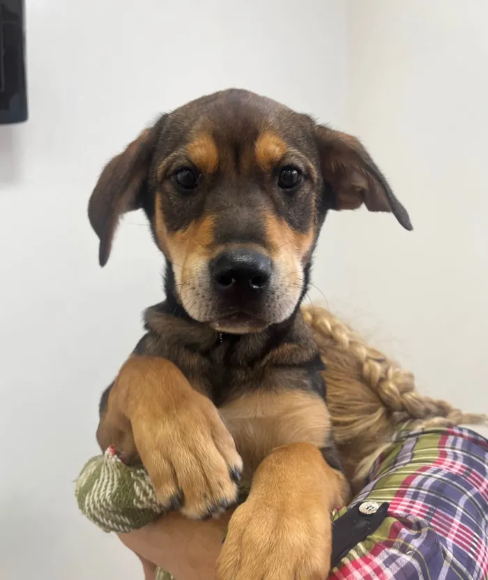 Cachorro ra a SRD-ViraLata idade 2 a 6 meses nome Pierre