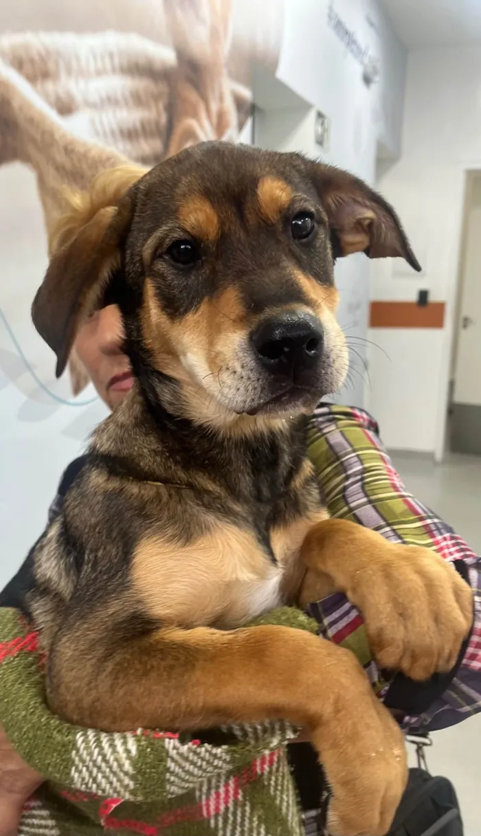 Cachorro ra a SRD-ViraLata idade 2 a 6 meses nome Pierre