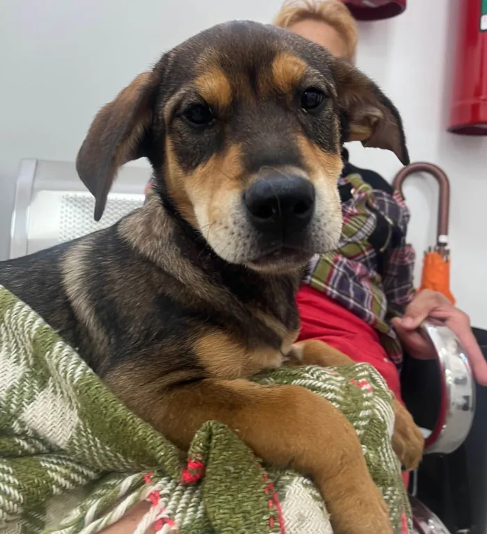 Cachorro ra a SRD-ViraLata idade 2 a 6 meses nome Pierre