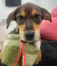 Pierre