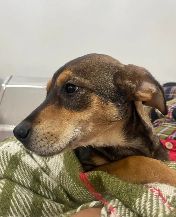 Cachorro ra a SRD-ViraLata idade 2 a 6 meses nome Pierre