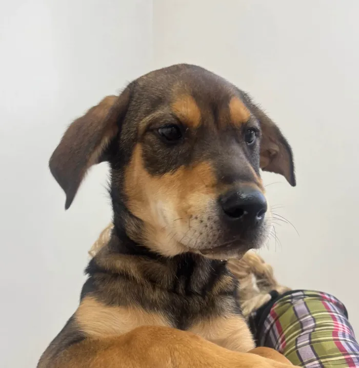Cachorro ra a SRD-ViraLata idade 2 a 6 meses nome Pierre