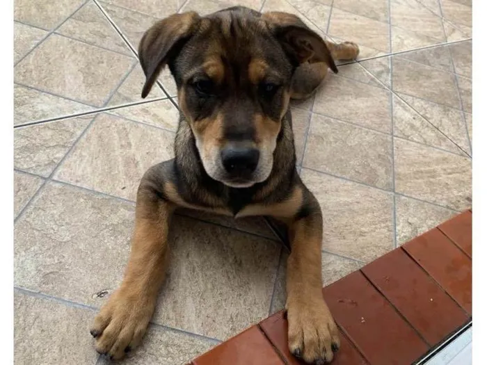 Cachorro ra a SRD-ViraLata idade 2 a 6 meses nome Pierre