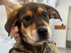 Cachorro raça SRD-ViraLata idade 2 a 6 meses nome Pierre