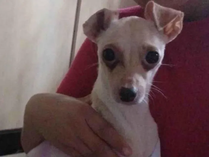 Cachorro ra a pinscher 1 idade 3 anos nome Maya 