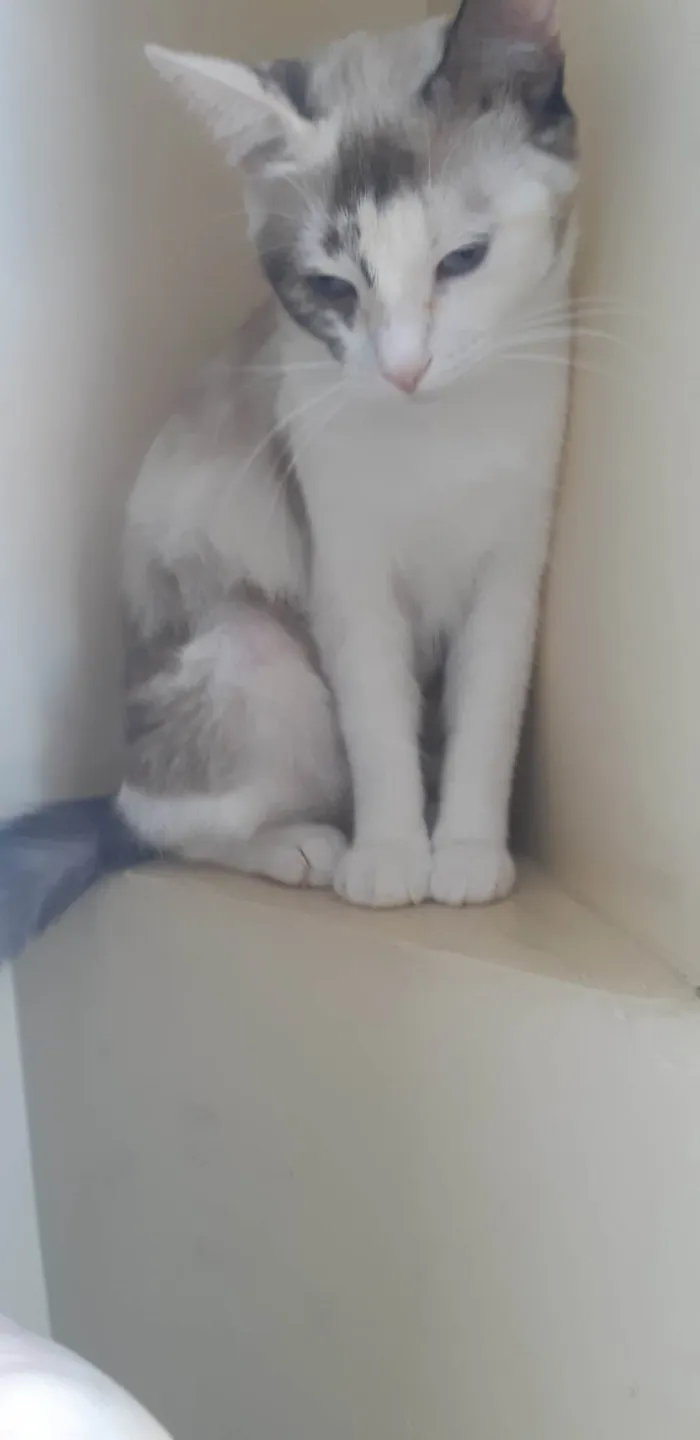 Gato ra a SRD-ViraLata idade 1 ano nome Olivia