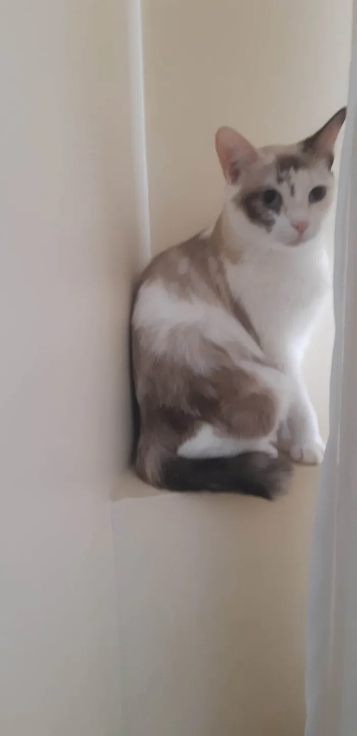 Gato ra a SRD-ViraLata idade 1 ano nome Olivia