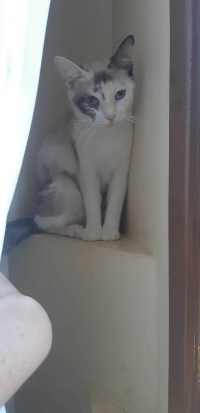 Gato ra a SRD-ViraLata idade 1 ano nome Olivia