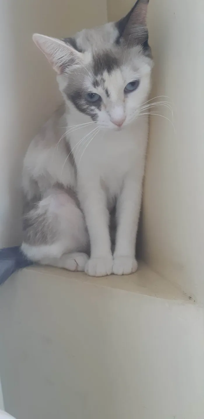 Gato ra a SRD-ViraLata idade 1 ano nome Olivia