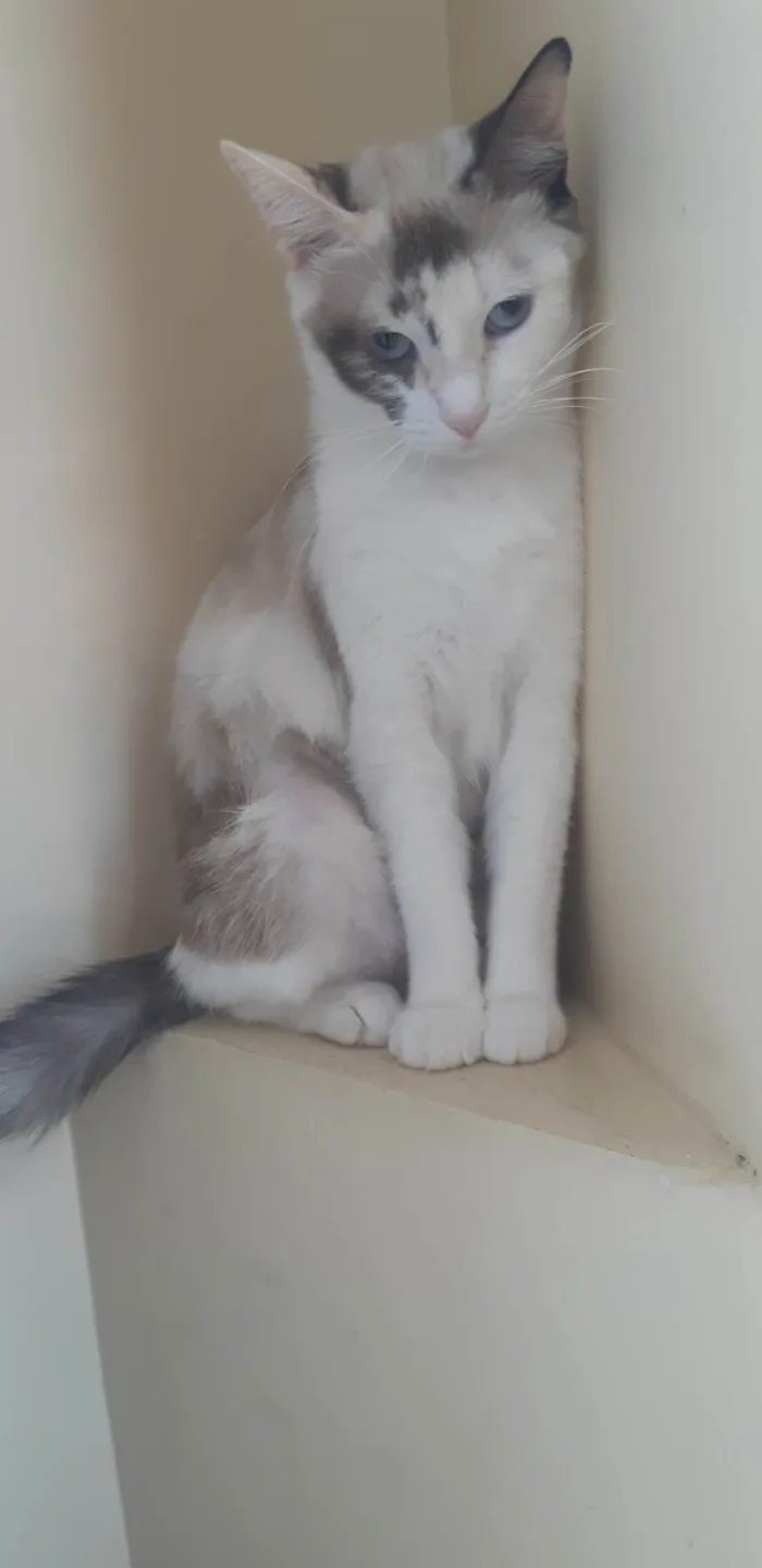 Gato ra a SRD-ViraLata idade 1 ano nome Olivia