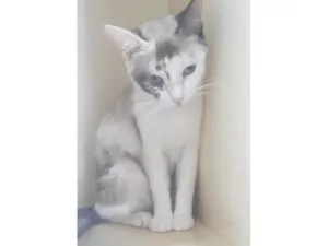Gato raça SRD-ViraLata idade 1 ano nome Olivia