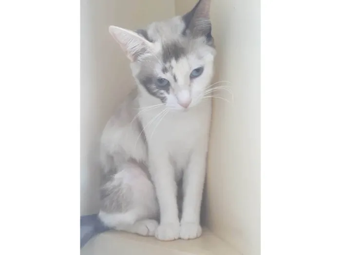 Gato ra a SRD-ViraLata idade 1 ano nome Olivia