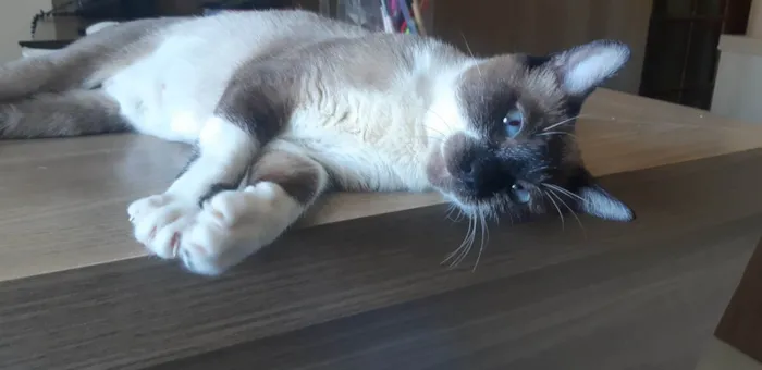Gato ra a SRD-ViraLata idade 1 ano nome Kit