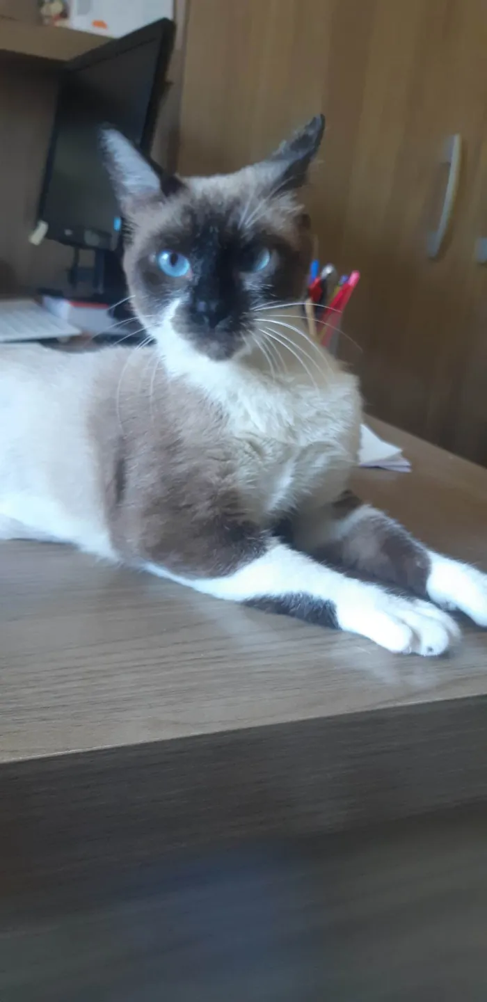 Gato ra a SRD-ViraLata idade 1 ano nome Kit