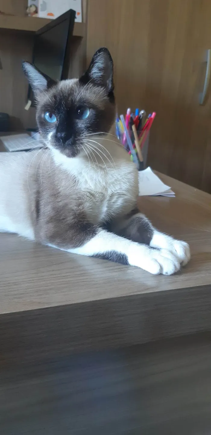 Gato ra a SRD-ViraLata idade 1 ano nome Kit