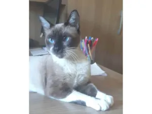 Gato raça SRD-ViraLata idade 1 ano nome Kit
