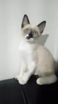 Penelope