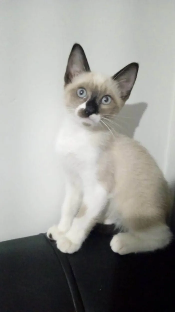 Gato ra a Srd idade 2 a 6 meses nome Penelope