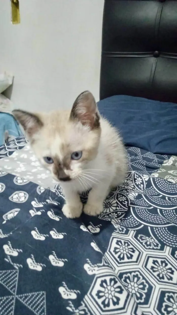 Gato ra a Srd idade 2 a 6 meses nome Pepe