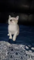 Pepe