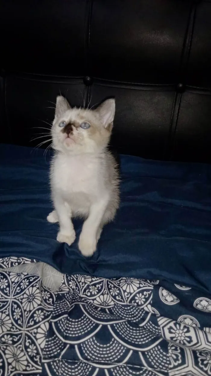 Gato ra a Srd idade 2 a 6 meses nome Pepe