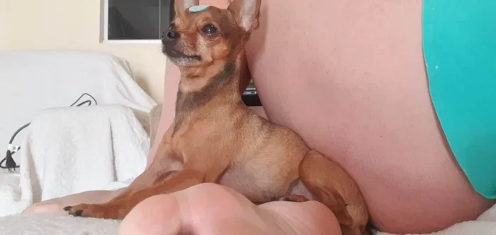 Cachorro ra a Pinscher idade 6 ou mais anos nome Pongo