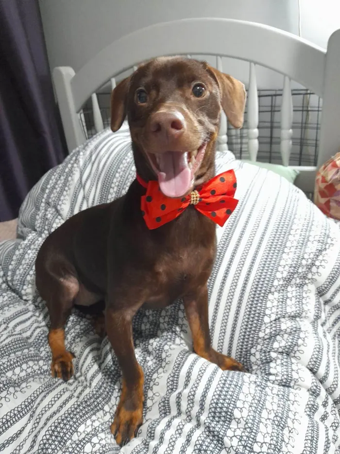 Cachorro ra a Mestiço de basset idade 7 a 11 meses nome Thor