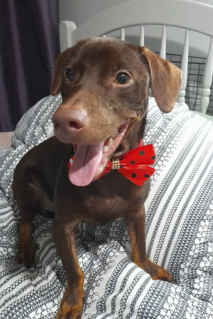 Cachorro ra a Mestiço de basset idade 7 a 11 meses nome Thor