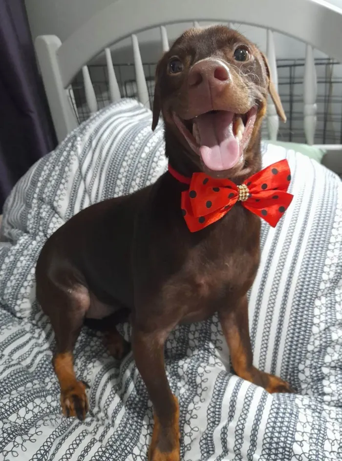 Cachorro ra a Mestiço de basset idade 7 a 11 meses nome Thor