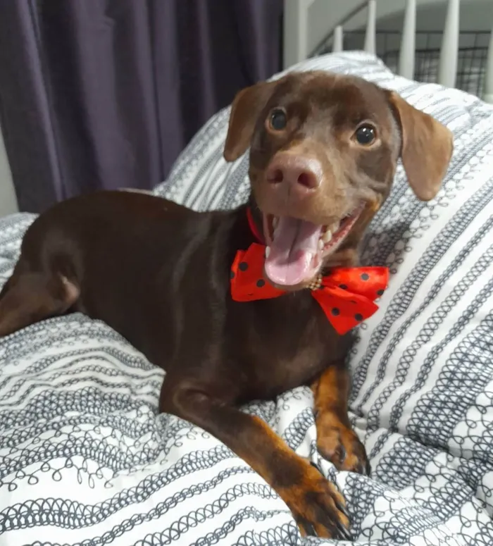 Cachorro ra a Mestiço de basset idade 7 a 11 meses nome Thor