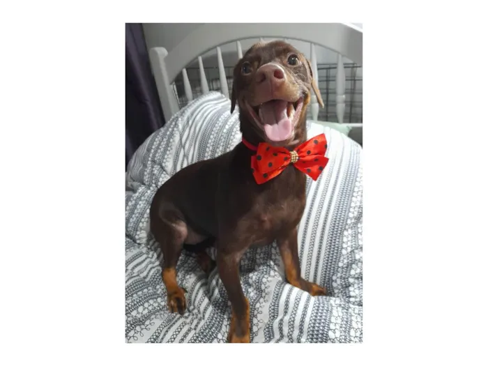 Cachorro ra a Mestiço de basset idade 7 a 11 meses nome Thor