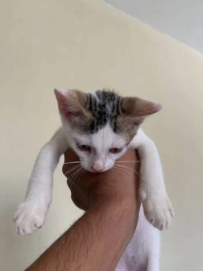 Gato ra a  idade Abaixo de 2 meses nome Frajola, pandora e clifford