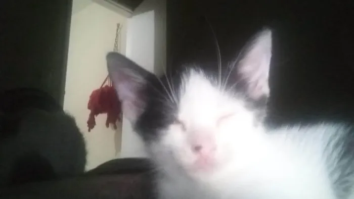 Gato ra a  idade Abaixo de 2 meses nome Frajola, pandora e clifford