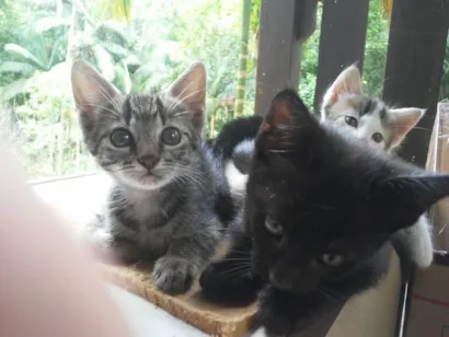 Gato raça Gato idade Abaixo de 2 meses nome Gatinhos