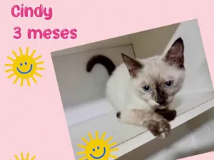 Gato raça Srd idade 2 a 6 meses nome Cindy