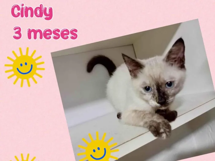 Gato ra a Srd idade 2 a 6 meses nome Cindy