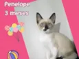 Penelope