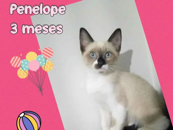 Gato ra a Srd idade 2 a 6 meses nome Penelope