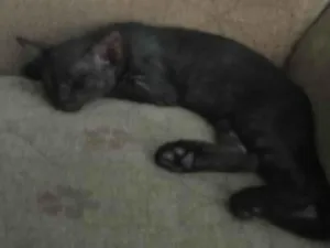 Gato raça Sem raça definida  idade Abaixo de 2 meses nome Black