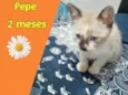 Pepe