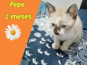 Gato raça Srd idade 2 a 6 meses nome Pepe