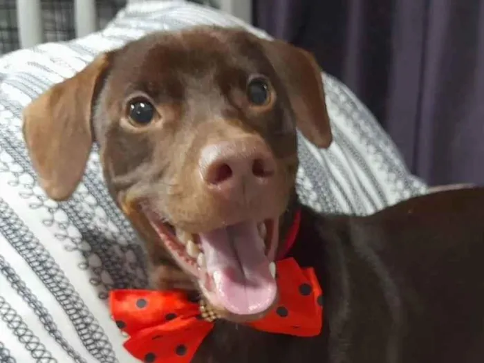 Cachorro ra a Mestiço de basset idade 7 a 11 meses nome Thor