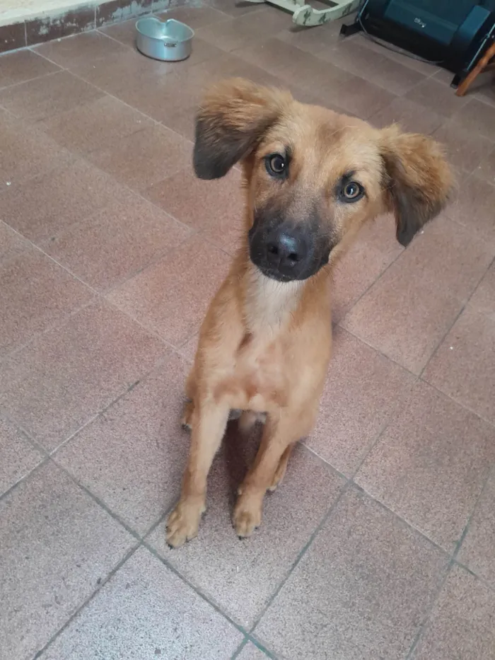 Cachorro ra a SRD-ViraLata idade 2 a 6 meses nome Bolinha 