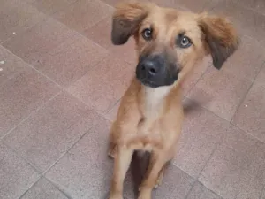 Cachorro raça SRD-ViraLata idade 2 a 6 meses nome Bolinha 