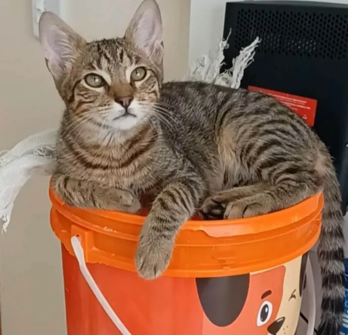 Gato ra a SRD-ViraLata idade 7 a 11 meses nome Nick