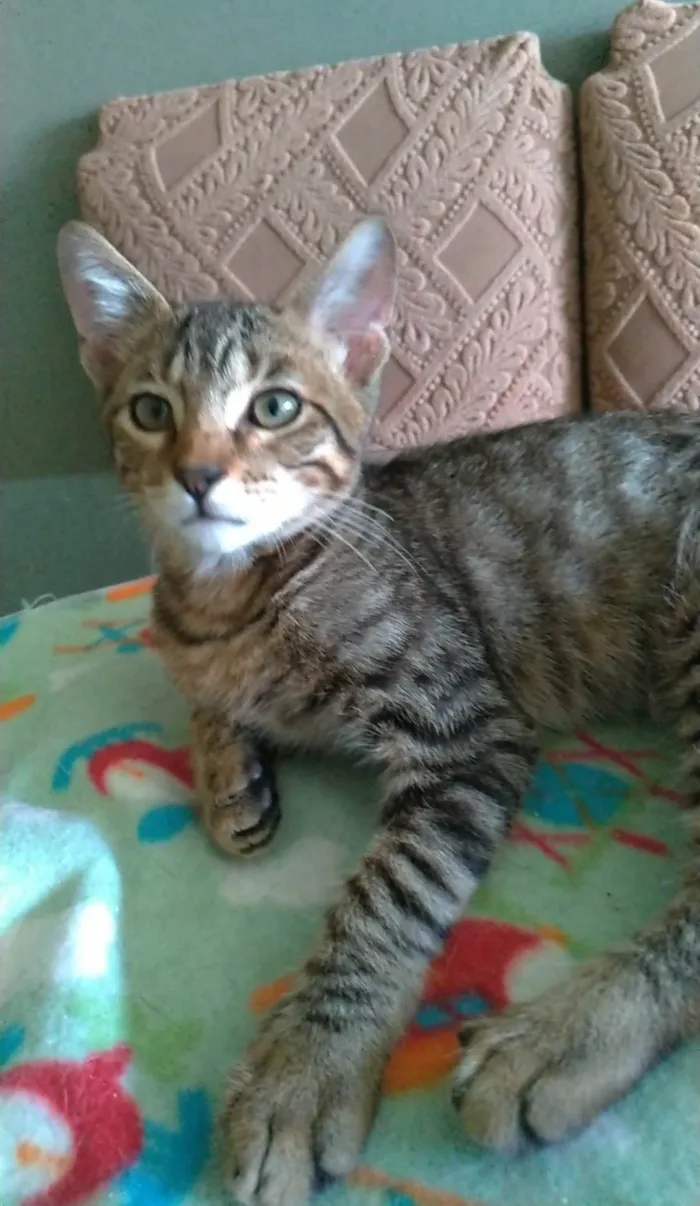 Gato ra a SRD-ViraLata idade 7 a 11 meses nome Nick